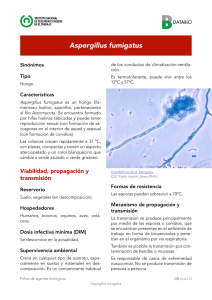 Nueva ventana:Aspergillus fumigatus (pdf, 520 Kbytes)