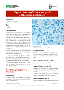 Nueva ventana:Cryptococcus neoformans var. gattii (Filobasidiella bacillispora) (pdf, 125 Kbytes)