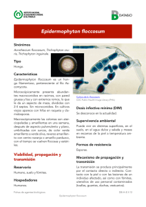 Nueva ventana:Epidermophyton floccosum (pdf, 445 Kbytes)