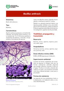 Nueva ventana:Bacillus anthracis (pdf, 1,06 Mbytes)