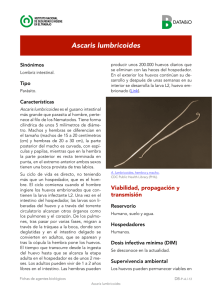 Nueva ventana:Ascaris lumbricoides (pdf, 1,24 Mbytes)