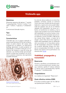 Nueva ventana:Trichinella spp (pdf, 339 Kbytes)