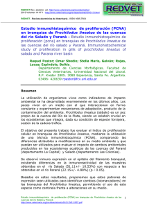 Estudio inmunohistoquímico de proliferación (PCNA) en branquias de Prochilodus lineatus de las cuencas del río Salado y Paraná