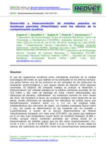  Desarrollo y bioacumulación de metales pesados en  Gambusia punctata  (Poeciliidae) ante los efectos de la contaminación acuática