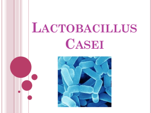 LACTOBASILLIUS.docx