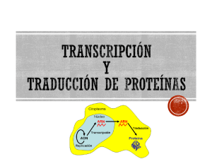 Transcripción y traducción de proteinas. 4 medio.