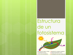 Estructura de un fotosistema 13.10