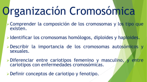 Organización Cromosómica