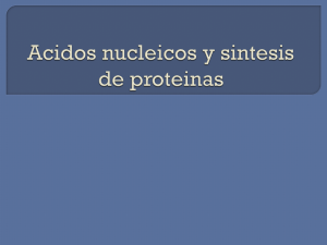 Sintesis de acidos nucleicos y proteinas