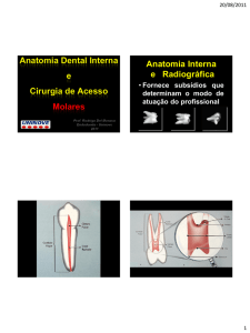 Anatomia Dental Interna e Cirurgia de Acesso Molares Anatomia