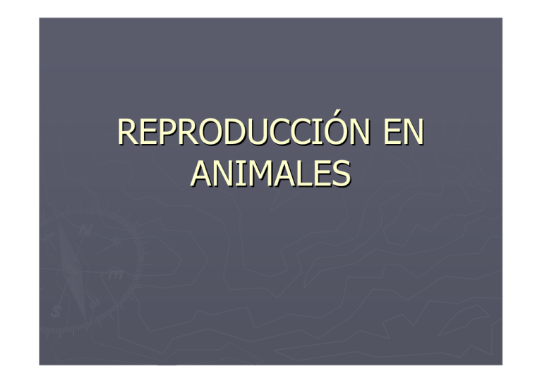 reproducci-n-animales