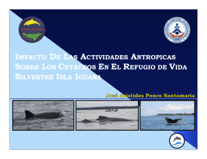 Impacto de las actividades antropicas sobre los cetáceos en