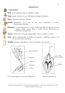 Familia: Aristolochiaceae