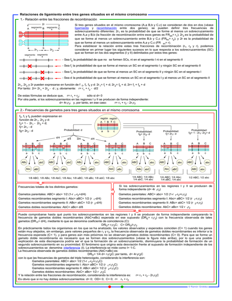 Relaciones De Ligamiento Entre Tres Genes Situados En El Mismo