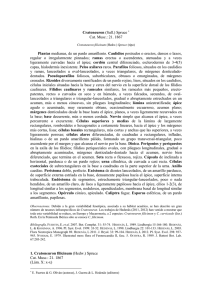 Cratoneuron (Sull.) - Flora Briofítica Ibérica