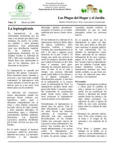 La leptospirosis - Uprm - Recinto Universitario de Mayagüez