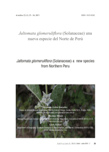 Jaltomata glomeruliflora (Solanaceae) una nueva especie del Norte