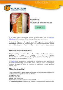 Anaromía de los Músculos Abdominales 2