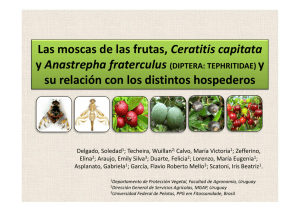 Las moscas de las frutas, Ceratitis capitata y Anastrepha fraterculus