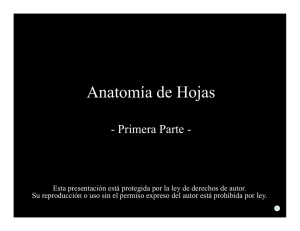 Anatomía de Hojas