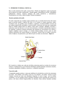 V. SÍNDROME TUMORAL CERVICAL Breve reseña anatómica del