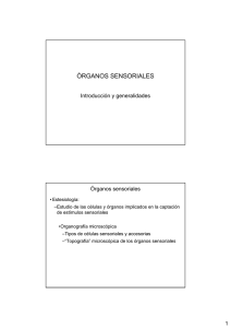Organos sensoriales-I. Generalidades. Mecanoreceptores