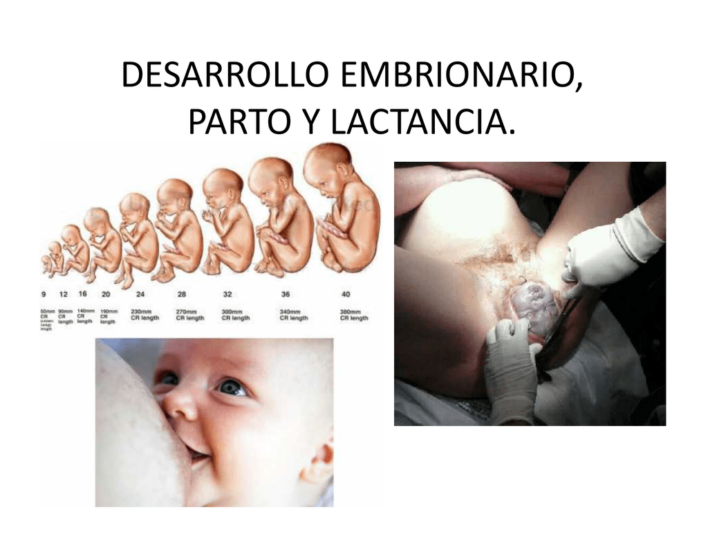 Desarrollo Embrionario Parto Y Lactancia