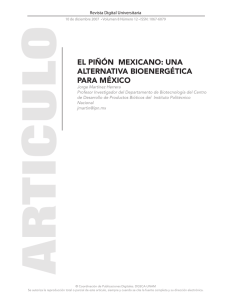 el piñón mexicano: una alternativa bioenergética para méxico