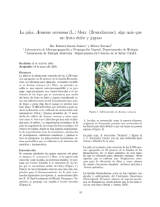 La pi鎙, Ananas comosus (L.) Merr. (Bromeliaceae), algo m¶as que