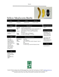 Yellow Mealworm Beetle info sheet