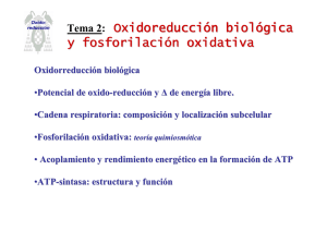 Tema 2: Oxidoreducción biológica y fosforilación oxidativa