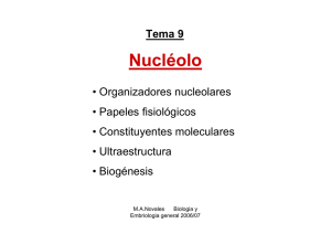 Tema 9 Nucléolo