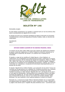Bol. 146_algodon bt - La Red Por una América Latina Libre de