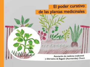 El poder curativo de las plantas medicinales