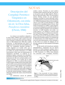 Descripción del Complejo Periótico- Timpánico en Odontoceti, con