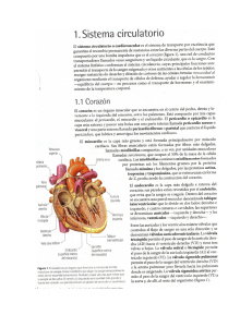 1.Sistema circulatorio
