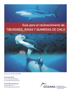 tiburones, rayas y quimeras de Chile