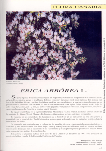 Flora canaria : Erica arbórea L.