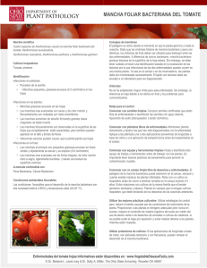 mancha fol mancha foliar bacteriana del tomate - OSU