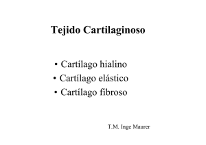 Tejido Cartilaginoso - U