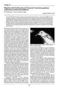 Registros del Cuitlacoche de Cozumel Toxostoma guttatum