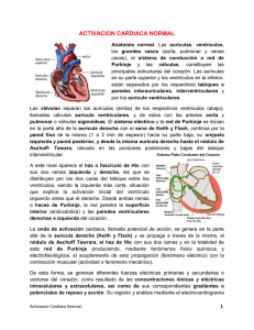 activacion cardiaca normal - Bernardo Defillo Martinez