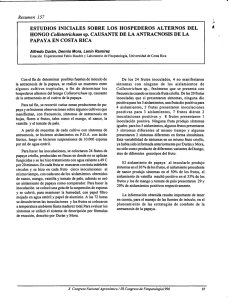 HONGO Colletotrichum sp. CAUSANTE DE LA ANTRACNOSIS DE