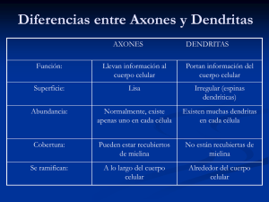 Diferencias entre Axones y Dendritas