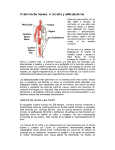 Anatomía de huesos, músculos y articulaciones