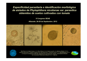 Especificidad parasitaria e identificación morfológica d i l d d Ph t
