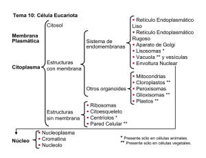 Tema 10: Célula Eucariota Retículo Endoplasmático Liso Retículo