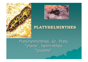 PLATYHELMINTHES