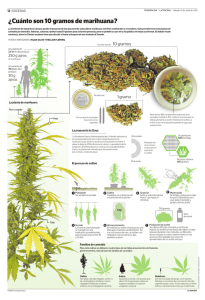¿Cuánto son 10 gramos de marihuana?