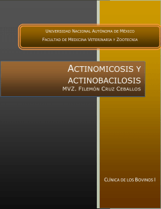 actinomicosis y actinobacilosis